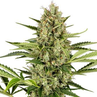 Jack Herer Autoflower (Sensi Seeds) feminized