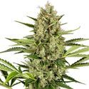 Jack Herer Autoflower (Sensi Seeds) feminized