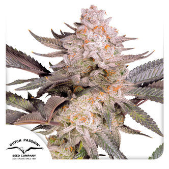 Orange Bud 2.0 (Dutch Passion) feminized