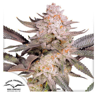 Orange Bud 2.0 (Dutch Passion) feminized