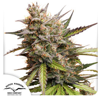 Auto Melonade Runtz (Dutch Passion) feminized