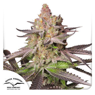 Melonade Runtz (Dutch Passion) feminized