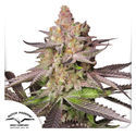 Melonade Runtz (Dutch Passion) feminized