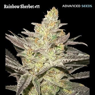 Rainbow Sherbet #11 (Advanced Seeds) Feminized