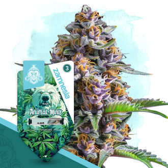 Wild Things Pack - Feminized Strains