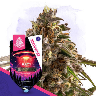 Galactic Delights Pack - Autoflower Strains