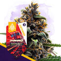 Classic Legends Pack - Autoflower Strains
