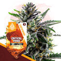 Classic Legends Pack - Autoflower Strains