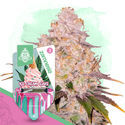 Desserts Pack - Autoflower Strains
