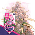 Desserts Pack - Autoflower Strains
