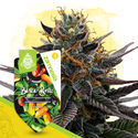 Rare Gems Pack - Autoflower Strains