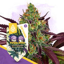 Rare Gems Pack - Autoflower Strains