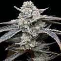 Lemon Cherry Gelato (Barney's Farm x Backpackboyz) feminized