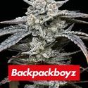 Lemon Cherry Gelato (Barney's Farm x Backpackboyz) feminized