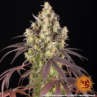 Lemon Cherry Gelato (Barney's Farm x Backpackboyz) feminized