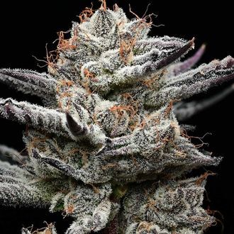 Black Cherry Gushers (Barney's Farm x Backpackboyz) feminized