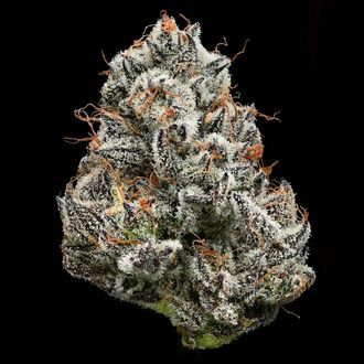 Black Cherry Gushers (Barney's Farm x Backpackboyz) feminized