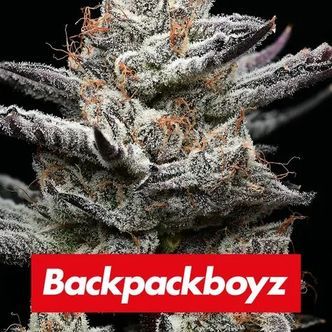 Black Cherry Gushers (Barney's Farm x Backpackboyz) feminized