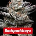 Black Cherry Gushers (Barney's Farm x Backpackboyz) feminized