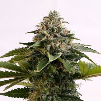Amnesia Dream XL Auto (Kannabia) feminized