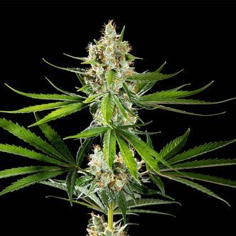 Oz USA (Kannabia) feminized