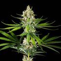 Oz USA (Kannabia) feminized