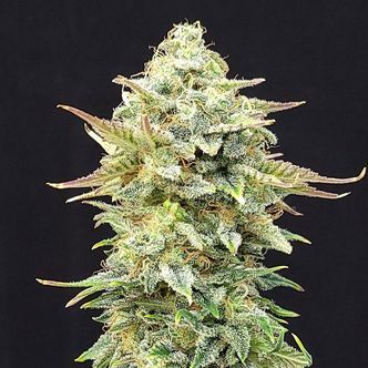 Pineapple Dream (Kannabia) feminized