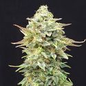 Pineapple Dream (Kannabia) feminized
