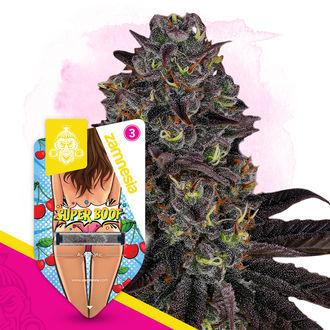 Super Boof Autoflower (Zamnesia Seeds) feminized