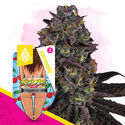 Super Boof Autoflower (Zamnesia Seeds) feminized