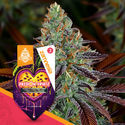 Passion Fruitz Autoflower (Zamnesia Seeds) feminized