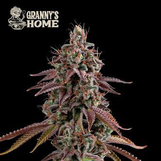 Granny’s Home (Seedstockers) feminized