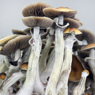 Zamnesia Ready-2-Grow Bag 'Jedi Mind Fuck'