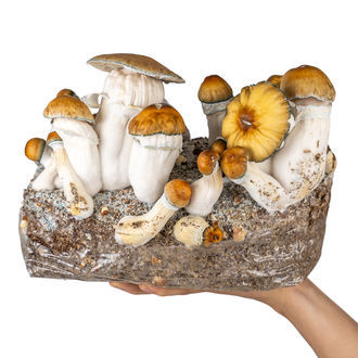 Zamnesia Ready-2-Grow Bag 'Hillbilly Pumpkin'