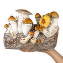 Zamnesia Ready-2-Grow Bag 'Hillbilly Pumpkin'