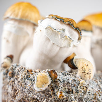 Zamnesia Ready-2-Grow Bag 'Hillbilly Pumpkin'