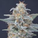 Honeyed Cream Dream (Pure Instinto) feminized