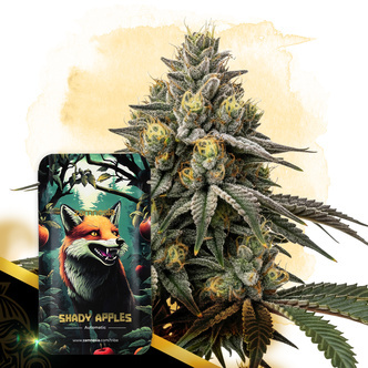 Shady Apples Autoflower (Zamnesia Seeds) feminized