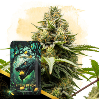Citrus Venom Autoflower (Zamnesia Seeds) feminized