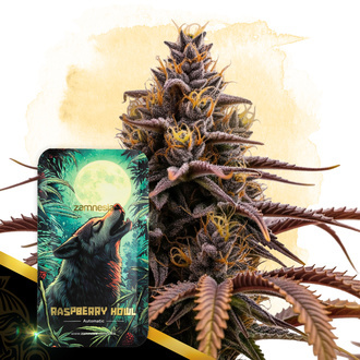 Raspberry Howl Autoflower (Zamnesia Seeds) feminized