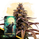Raspberry Howl Autoflower (Zamnesia Seeds) feminized