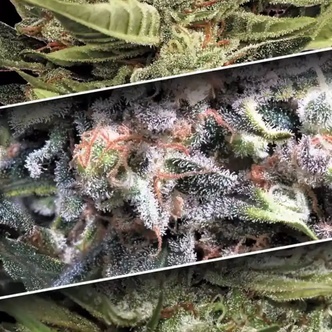 Auto Collection Pack 1 (Paradise Seeds) feminized