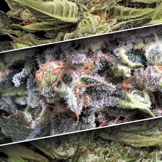 Auto Collection Pack 1 (Paradise Seeds) feminized
