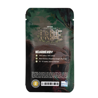 Bearberry Autoflower (Zamnesia Seeds) feminized