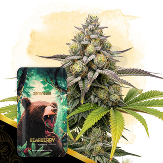 Bearberry Autoflower (Zamnesia Seeds) feminized