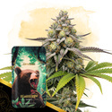 Bearberry Autoflower (Zamnesia Seeds) feminized