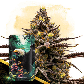 Grape God Autoflower (Zamnesia Seeds) feminized