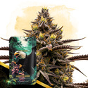 Grape God Autoflower (Zamnesia Seeds) feminized