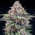 EyeBallz (Ripper Seeds) feminized