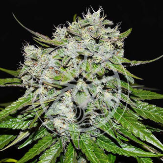 Neville’s Rose Auto (Delicious Seeds) feminized